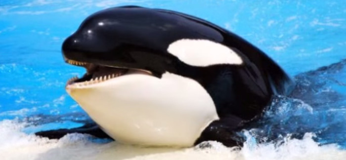 5 Interesting Facts About Killer Whales
