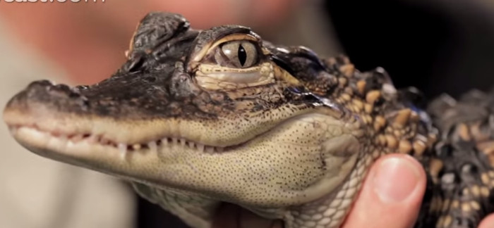 6 Fun Facts About Alligators