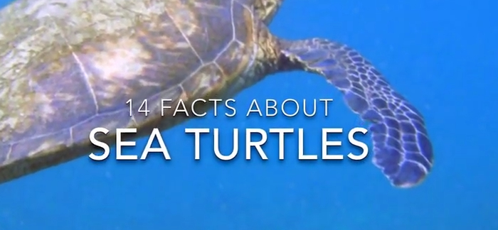 6 Important Facts About Sea Turtles