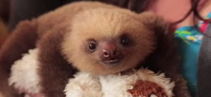 6 Intersting Facts About Sloths
