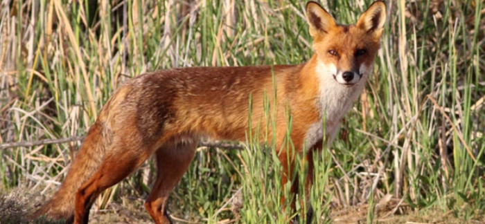 4 Interesting Facts About Foxes