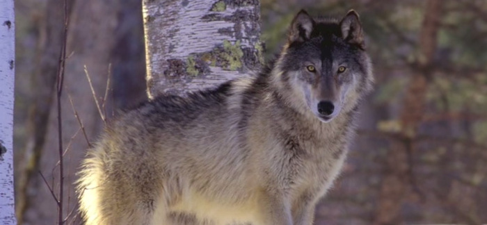 Wolf Reintroduction Pros And Cons