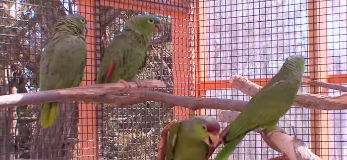 5 Interesting Facts About Parrots