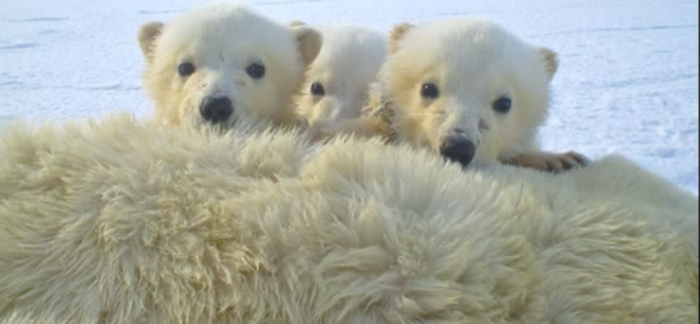 5 Important Facts About the Arctic Tundra