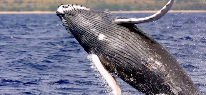 5 Interesting Facts About Humpback Whales