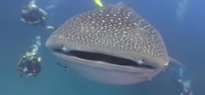 7 Interesting Facts About Whale Sharks