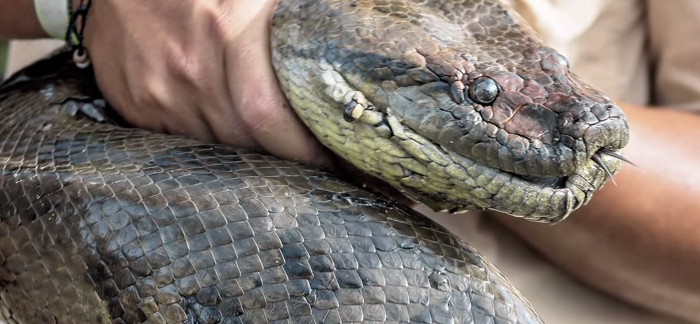 Interesting Facts About Anacondas